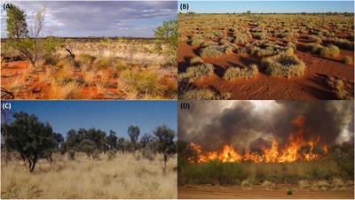 Rainfall-Linked Megafires as Innate Fire Regime Elements in Arid Australian Spinifex (Triodia spp.) Grasslands